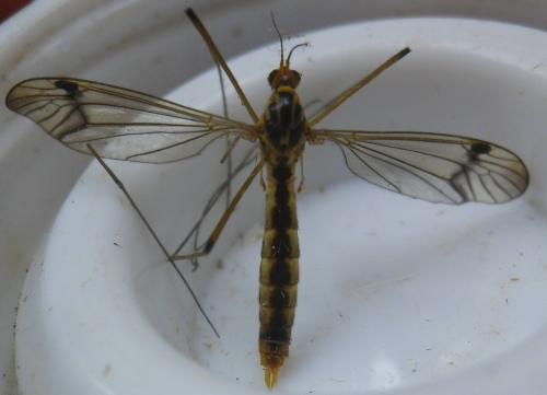 Nephrotoma quadrifaria